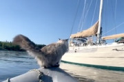 【動画】5500万再生。豪快に海に飛び込む船乗りネコちゃんが話題に。