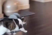 【ネコ】 飼い主が部屋の中を移動する。待ってぇ～♪ → 猫はいつもこうなる…
