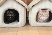 【ねこ画像】新居にインしたお、仲良くごろごろ ほか【再】
