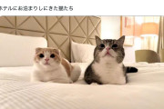 「倫理観おかしい」もちまる日記、ホテルのベッドに猫が排泄した姿を撮影し非難殺到… #YouTube
