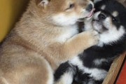 【画像】キュートな柴犬スレがこちらwwww