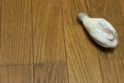 【朗報】鳥さん、床にこぼした粟を掃除してくれることが判明
