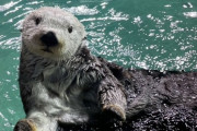 ラッコ、国内唯一のオスが死亡　残りは高齢のメス2頭に