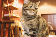 【画像】猫カフェ店員さん、猫不足のため自分が猫になるという暴挙へｗｗｗｗｗ
