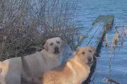 ２匹のイヌと湖のほとりで遊んでいた。桟橋で取ってこい！ → こうなった…