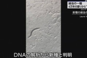 永久凍土で46000年凍ってた線虫さん､再び動き出した模様