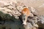 ネコが海辺にいた。飼い主は船に乗って、すでに岸から離れていた → すると猫はこうします…