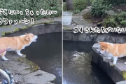 鯉に恋したコーギー犬。池の鯉が全員いなくなって必死に探し回る
