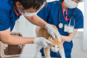 動物病院で働いてるけど質問ある？【給料・国家資格】