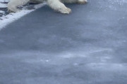 【朗報】シロクマさん、薄氷を割らずに移動する術を身につける【動画】