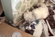 【ネコ】ロシアによる爆撃を生き延びたネコちゃん。破壊されたアパートから見つかる。