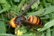 アメリカ、日本の殺人バチ「オオスズメバチ」が上陸してきて大騒ぎになる