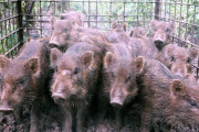 【画像】 千葉市内でイノシシ…箱わなで一度に5匹捕獲