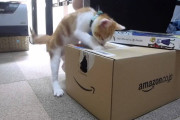 【再掲】【動画】 子猫 vs Amazon.co.jp