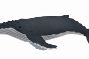 【速報】東京湾でクジラの目撃情報