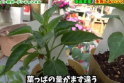 おすすめの家庭菜園教えてくれ