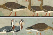 古代エジプトの壁画に、すでに絶滅した「新種の鳥類」を発見か？