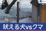【動画】「玄関開けたら…クマ」撮影者も困惑　ほえる犬　その先に“クマ”どうなる？