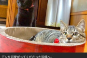 【朗報】タイピー日記さん、保護した子猫が死んだ一週間後にまた新しい子猫を保護する