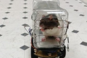 【驚愕】ネズミさん、車の運転を習得　ストレス軽減効果により薬剤を用いない精神疾患治療の開発に役立つ可能性