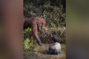 オランウータンさん、ヘビだらけの川に落ちた人間に手を差し伸べる