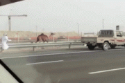 【gif】めちゃくちゃ足の速いラクダ現る