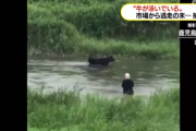 「おじいちゃん、牛が泳いでいるよ」 せり直前に黒毛和牛が川に逃亡