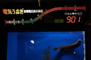 デンキウナギさん、うっかり900Vを記録してしまう