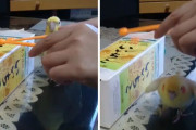 25年に一度っきりの芸を激撮！　いいちこインコ、ハナちゃんがお茶目で可愛い