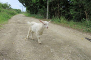 路上で発見された落とし物のヤギ「アンミカ」と命名