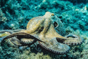 【動画】岩場にいた人間さん、タコに襲われる🐙