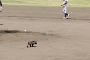 【動画】アライグマさん、甲子園予選に飛び入り参加してしまうwwwwwwwwwwwwwww
