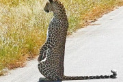 背筋ぴきーん！ヒョウが人間のように直立している姿が南アフリカで目撃される