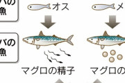 韓国人「日本人がマグロに本気を出すとこうなる」日本の最先端マグロ養殖技術がこちら‥　韓国の反応