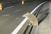 【画像】高速道路で脚が嵌まったイノシシ、全てを諦めた表情で座るｗｗｗｗｗｗｗ