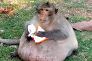 【画像】人間がジャンクフードを与えまくってデブになった野生の猿w w w w w w