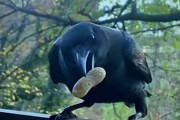 野生のカラスと絆を結んだ女性。恩返しに様々なプレゼントをもらう。なんと硬貨まで！