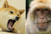 インドで発生した犬猿戦争　ヤクザもドン引きの仁義なき戦いすぎた