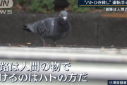 ハトを轢き殺した運転手、やべー奴だったｗｗｗｗｗｗｗｗｗ