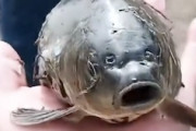 【動画】中国天津でとても奇妙な鯉が釣り上げられる。