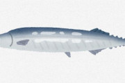 秋刀魚とかいう謎に過大評価されてる魚