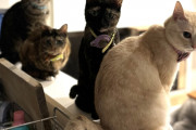 猫を多頭飼いしてるけど質問ある？【費用・相性】