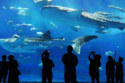 【朗報】水族館で一番楽しいコーナー、決まる