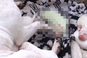 【！？】とある犬さん、とんでもない色の赤ちゃんを産んでしまうｗｗｗｗｗｗ