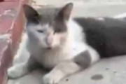 【ネコ】 人懐っこい野良猫は傷つき汚れていた。保護して家に連れて帰る → 猫はとても元気になりました…