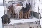 韓国人「ヤギ農場の犬が賢すぎる件」