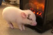 【動画】ブタが温まる動画がかわいい
