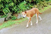 【悲報】野犬の群れに占拠された結果ｗｗｗｗｗｗｗｗｗｗｗｗｗ