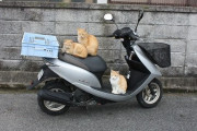 近所の野良猫が俺のバイクにしょんべんするんだけど駆除する画期的なアイデア思いついたから聞いてくれ