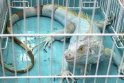 横浜市の公園でイグアナ捕獲　体長１・３メートル、拾得物扱い